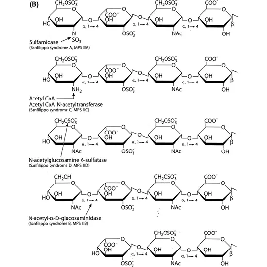 Glycosaminoglycan (GAG) Mucopolysaccharides, Quantitative
